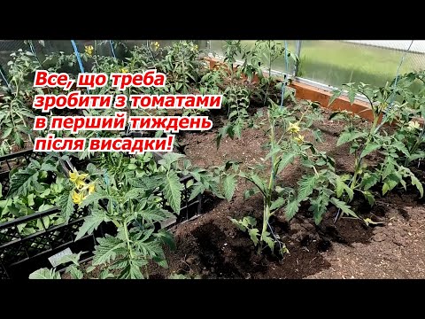 Обов'язково зробіть з томатами саме так після висадки!.