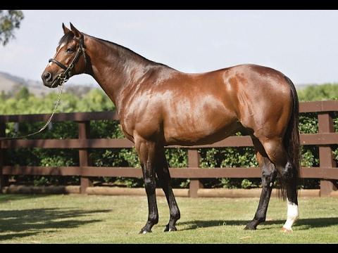 Behind the scenes with Galileo at Coolmore Stud