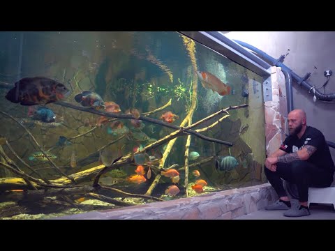 6 months later | My fish have developed so much in the XXL aquarium! #monsterfish