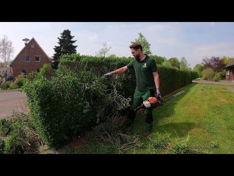 Kustorez. Reduction of privet hedge by half