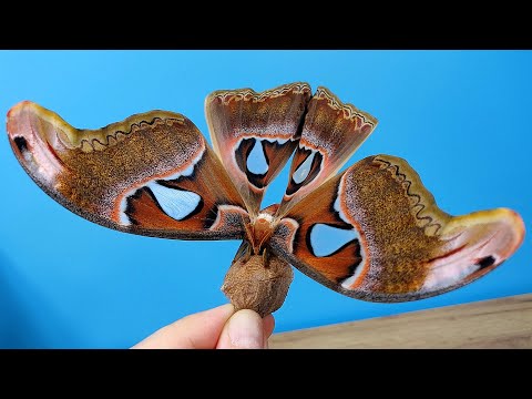 A second butterfly was born and almost pooped on me! I'm afraid of it! Babachkarii alex boyko