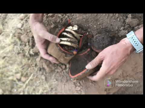 إستخراج كنز بالإشارة التكنيزية رأس الأفعى 🐍البحث عن الكنز/تحليل إشارة الأفعى/chasse/treasure hunter