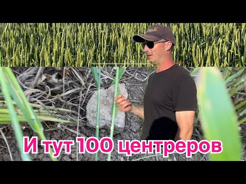 Пшеница 100ц без пестицидов и удобрений @asperepelitsa