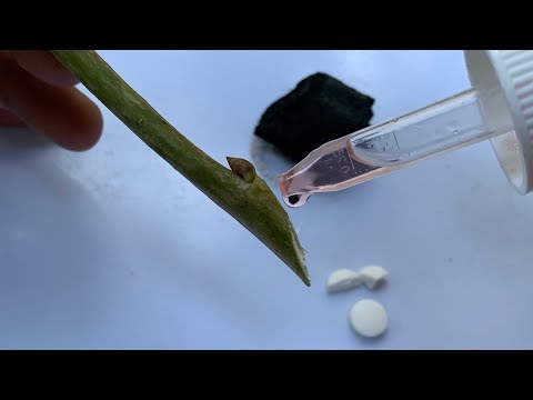 أقوي 6 هرمون لتجذير النبات صنع منزلي طبيعي لضمان سرعة تجذير العقل وعدم تعفنها - تجذير مائي وبالتربة