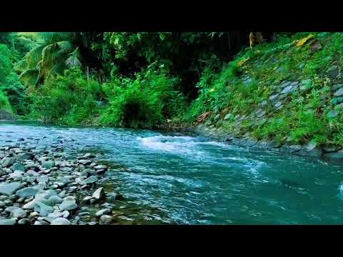 Nature Sound |  Relaxing River Sounds- Peaceful Forest River-1 Hours long Nature Video