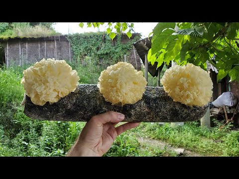 These 25 Types Of Mushrooms Are Grown Around The World For Both Food and Medicine