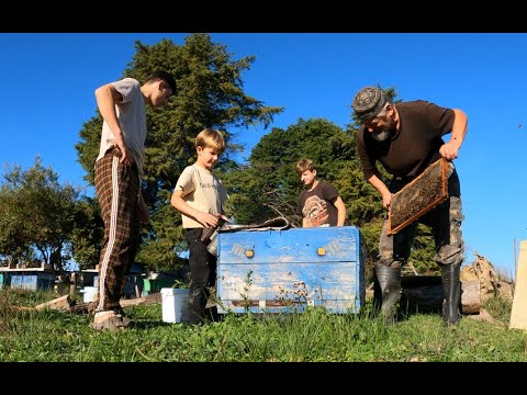 Мёд и пчёлы в Абхазии