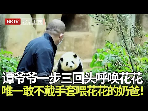 爷爷和花花的感情有多深？一步三回头呼唤花花，唯一敢不戴手套喂花花的奶爸！ 【熊猫奇遇记】#熊猫花花#谭爷爷