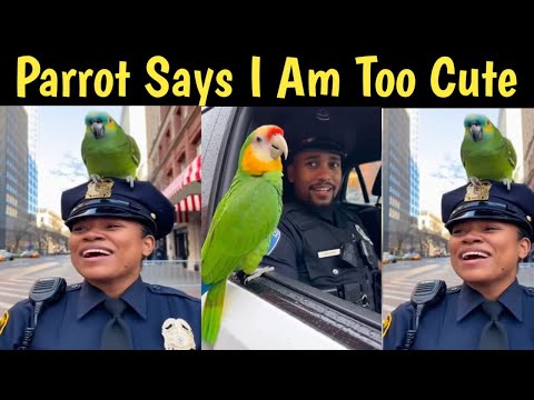 Parrot Confidence Secrets EXPOSED What's Really Working