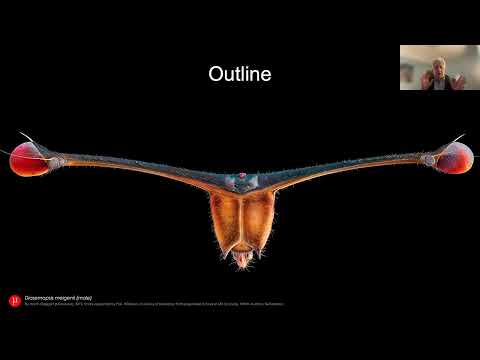 Sexual selection, genomic conflict and speciation in stalk-eyed flies