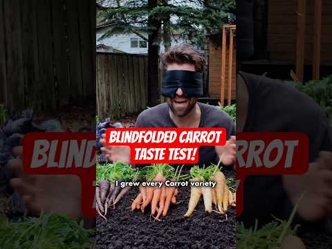 I grew every Carrot variety - and did a blind taste test! Here's my winner - what's yours?!