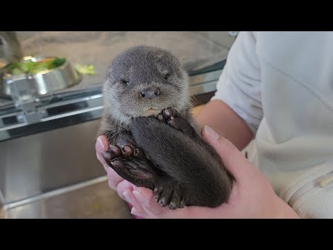 꽁꽁 얼어 죽어가던 아기수달 구조 했더니 생긴 일..