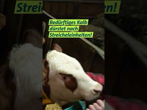 Streicheleinheiten #shorts  #kuhstall #landwirtschaft  #kälber #ARDLandleben