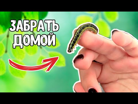 ЧТО, ЕСЛИ забрать ГУСЕНИЦУ ДОМОЙ?