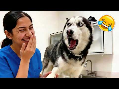 The Most DRAMATIC Dogs of 2026 So Far! 🤣 Try Not To Laugh | Best Funny Animals Videos