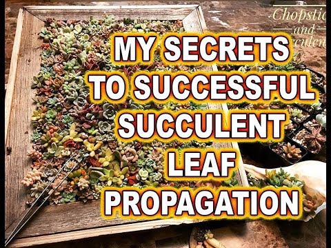 How to successfully propagate succulents from leaves