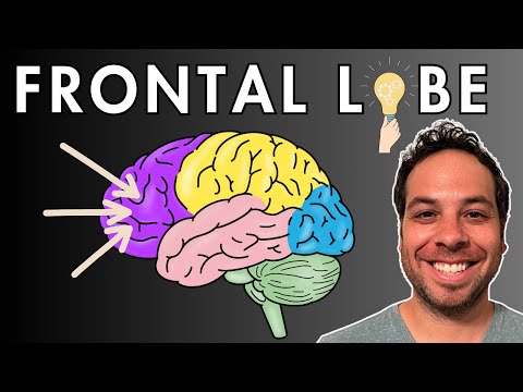The Frontal Lobe - Location and Function