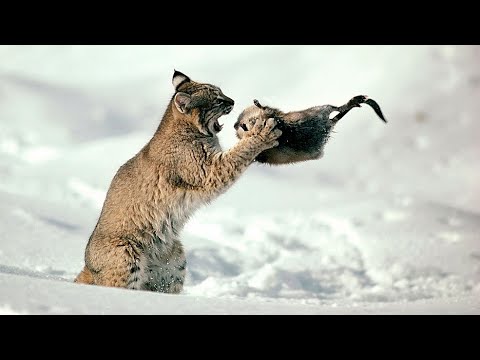 LYNXES - Well-insulated cats on snowshoes chase coyotes and catch deer!