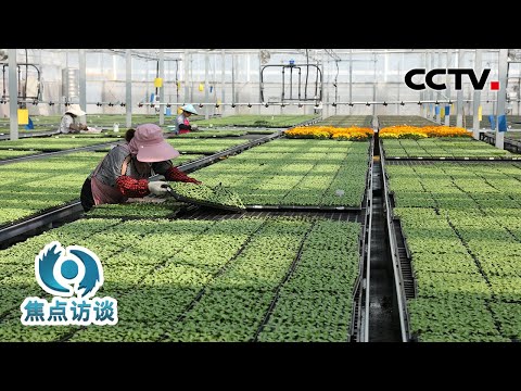 “蔬菜经纪人”奔走收菜、“90后”让荒山结硕果……探访“南菜北运”背后的奋斗身影 | CCTV「焦点访谈」20260210