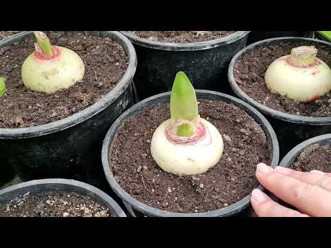 Seasonal changes in bulbs. A quick word about leaves!