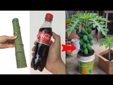 SUMMARY OF 3 GOOD TECHNIQUES to propagate papaya plants at home, extremely simple