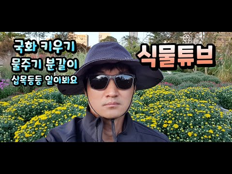 Plant Dad will teach you how to grow and care for chrysanthemums~ Get free training~ #YangjaeFlow...