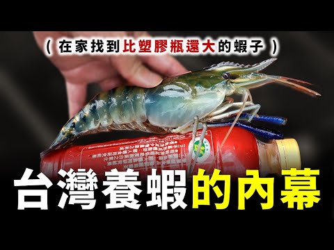 我在家找到台灣最大隻的蝦子  !  夏天鮪魚開始變多，在東港魚市場買一隻大目鮪魚，這應該是另類在台灣養蝦的內幕吧 XD