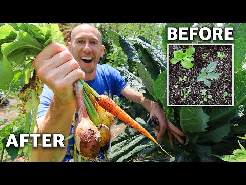 I Planted 9 DIFFERENT CROPS IN ONE SQUARE FOOT and you Won’t Believe What Happened…