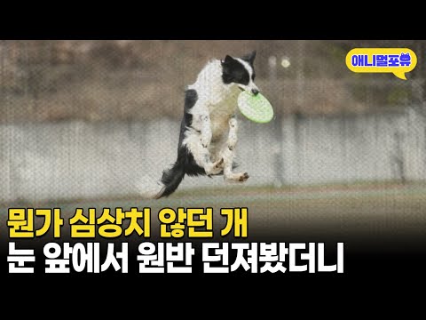 A puppy who was different from the start turned out to be a genius dog who swept the nation's con...