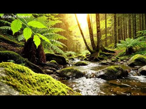 Relaxing Nature Sounds, Clear Green Forest Stream Flows, Birds Chirping
