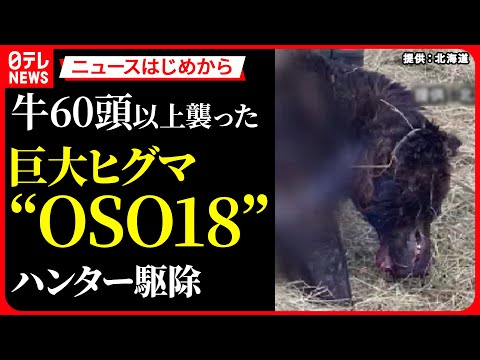 【クマに関するニュース】牛60頭以上襲った巨大ヒグマ「OSO18」　釧路の牧場で7月に駆除されていた… / 2階の窓で“中ぶらりん”のクマ…「行くか戻るか」決断は？　アメリカ　など
