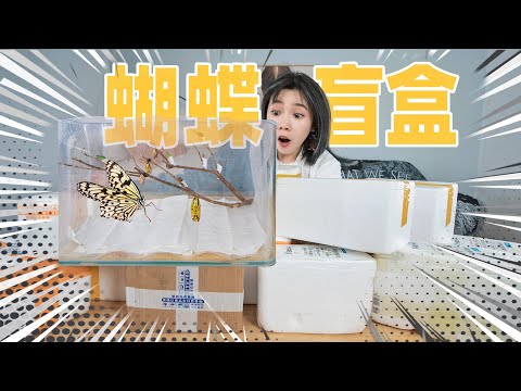 Bought 10 butterfly mystery boxes for 150 RMB! Captured a stunning moment after 10 days!