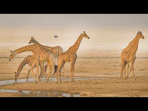 Southern African Wildlife | A Battle for Every Water Drop