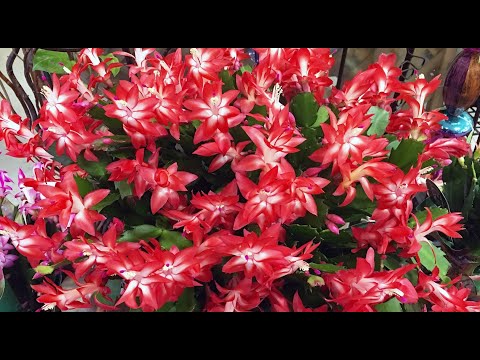 THE DECEMBERIST DISLIKES THESE 10 THINGS! I REGRET I DIDN'T KNOW ABOUT THIS EARLIER.