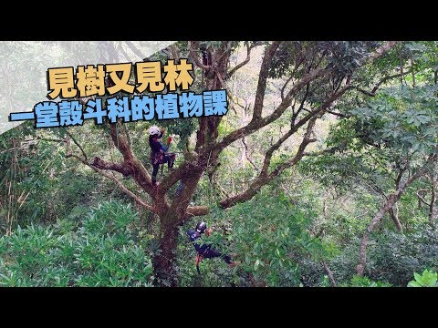 【闊葉林】見樹又見林｜一堂殼斗科的植物課(我們的島 第989集 2019-01-21)
