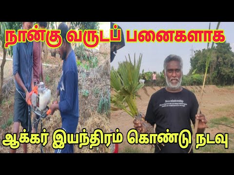 Planting four-year-old palms with an auger machine