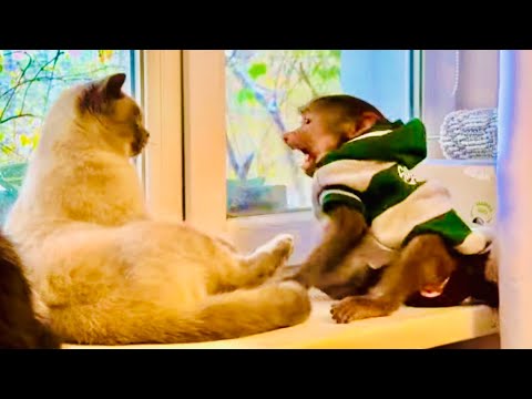 Степашка ССОРИТСЯ с котом Басиком, а Маняшка бесстрашно бросается к нему на помощь!