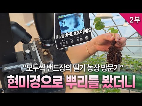 [모두싹나라] 딸기 재배기술 2부 "딸기모종이 자꾸죽는 이유" 농가현장에 밴드장이 전문 강사와 함께 방문 합니다. 딸기 짝귀의 또다른 원인과 처방과 살포방법. 딸기 무름병은?