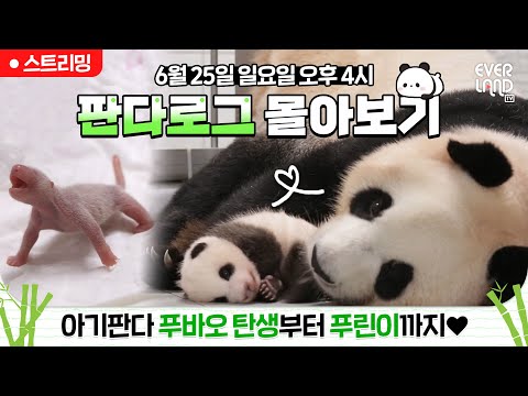 [🟢LIVE] 🐼판다로그 몰아보기🐼 아기판다 #푸바오 탄생부터 푸린이까지❤