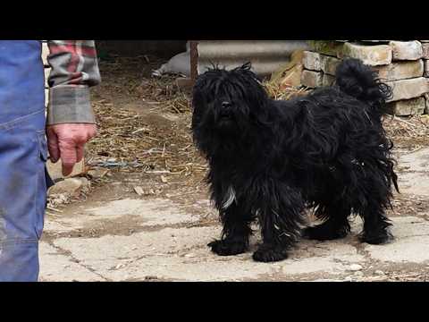 You Wont Believe How TOUGH This GROOMING Was