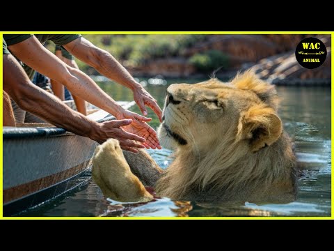 50 Animals That Asked People for Help & Kindness Caught On Camera #114