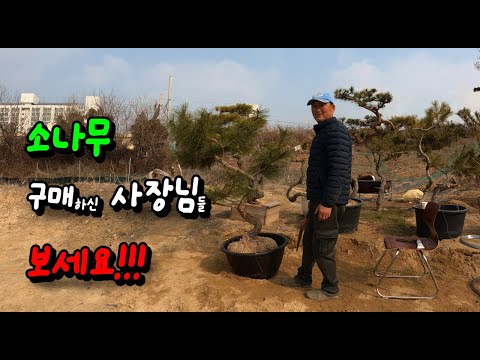 실전 압축) 부러져도 당황 하지 않는 법 -조경수 만드는 과정 ,전지,가지 자르기, 철사걸이-