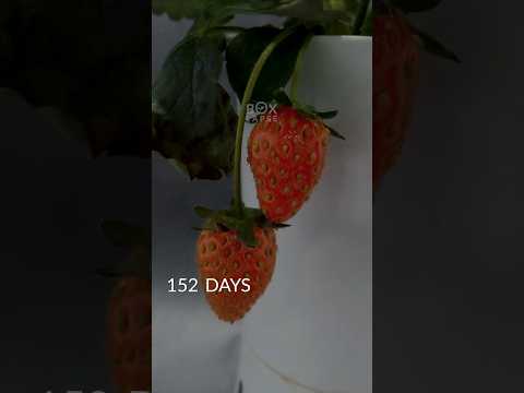 160 days in 32 seconds - Strawberry timelapse