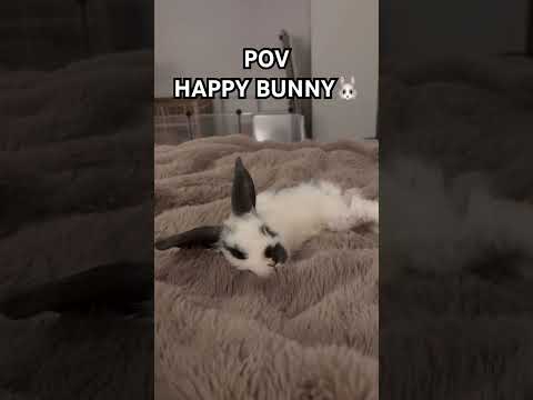 I think Ziggy has found his new favourite place to sleep 🥺😴. #minilop #rabbit #bunny