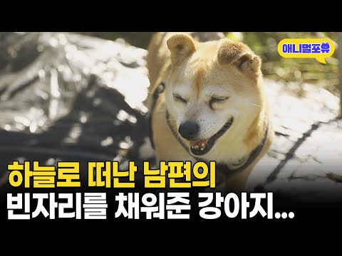 하늘로 떠난 남편의 빈자리를 따뜻하게 채워준 강아지 I KBS 동물극장 단짝 231111 방송