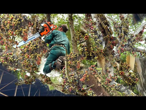 Cưa bỏ cây sung nhiều trái chín,gần trường học,kế bệnh viện bỏ hoang lâu năm. 