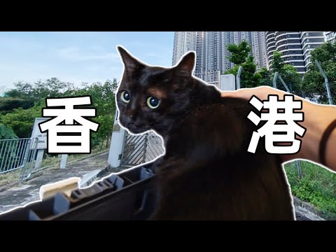 跨越1350公里，我把救助的流浪貓送到了香港，分別時哭腫了雙眼|李喜猫