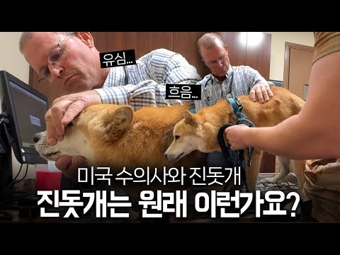An American veterinarian was shocked when he touched the body of Prince Jindo dog.