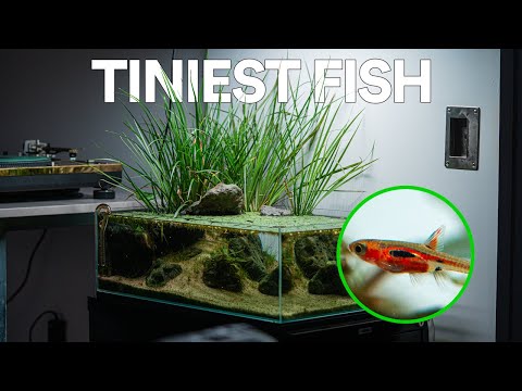 My Shallow Pond Style Filing Cabinet Ecosystem (5 Month Evolution) - UNS 60S