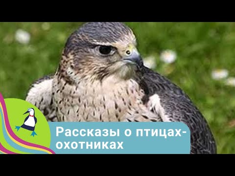 🎭 РАССКАЗЫ О ПТИЦАХ - ОХОТНИКАХ🌎 ДОКУМЕНТАЛЬНОЕ КИНО 🎆 2023